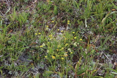 Chamaesciadium acaule