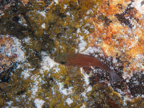 Hottentot seabream (Pachymetopon blochii) — Sparidae