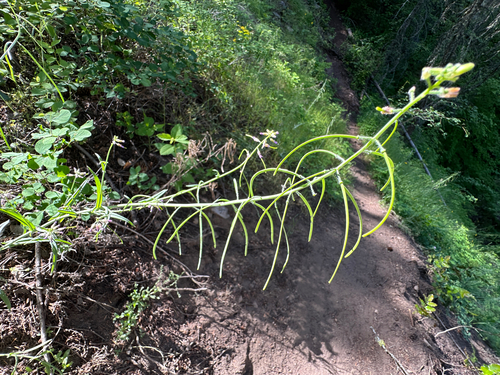 hairy stem rockcress (Boechera pauciflora)