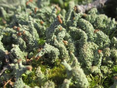 Cladonia ramulosa