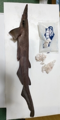 Flathead Catshark photo 2