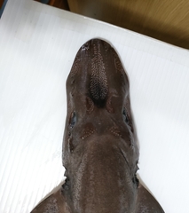Flathead Catshark photo 4