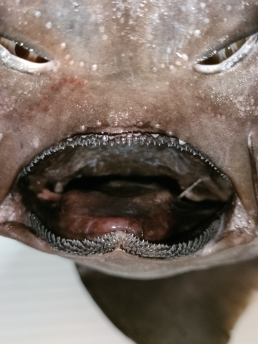 Flathead catshark (Apristurus macrorhynchus) — Scyliorhinidae — 3