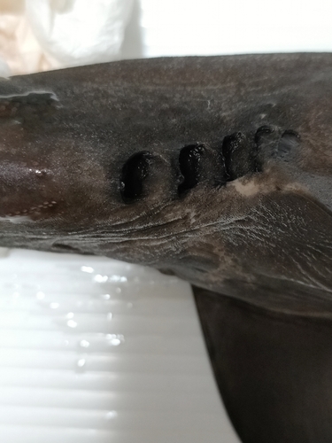 Flathead catshark (Apristurus macrorhynchus) — Scyliorhinidae — 5
