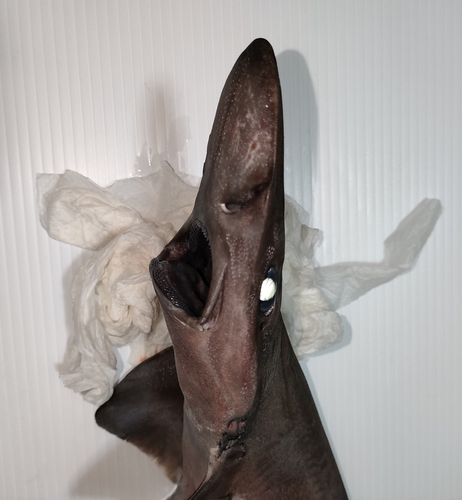 Flathead catshark (Apristurus macrorhynchus) — Scyliorhinidae — 4