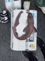 Flathead Catshark photo 1