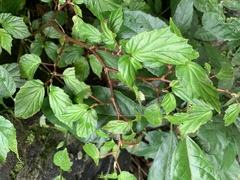 Begonia decandra