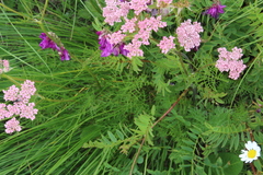 Chaerophyllum roseum