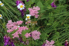 Chaerophyllum roseum