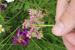Chaerophyllum roseum