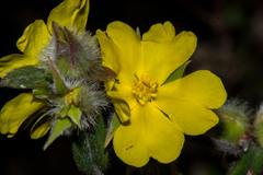 Hibbertia commutata