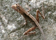 Otocryptis nigristigma