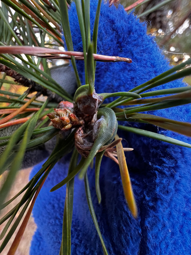 Unknown species found near Triangle, VA, US
