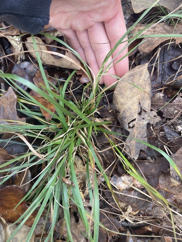 Starved Witchgrass (Dichanthelium depauperatum)