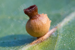 Callirhytis serricornis