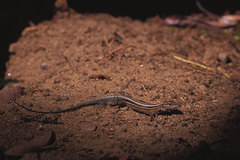 Holcosus quadrilineatus