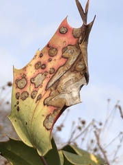 Calonectria