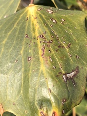 Calonectria