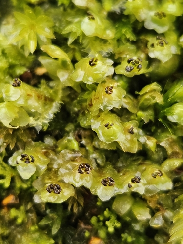 Scapaniaceae