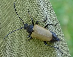 Trigonarthris