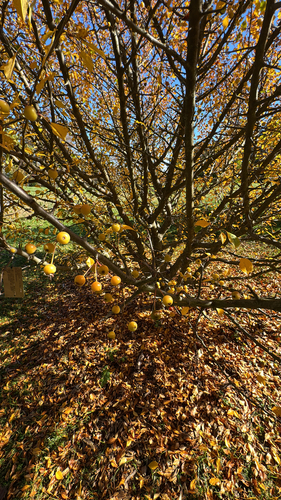 Malus spontanea iNat (3)