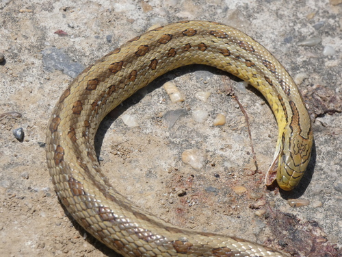 Photo of a Chinese Leopard Snake (Elaphe bimaculata)