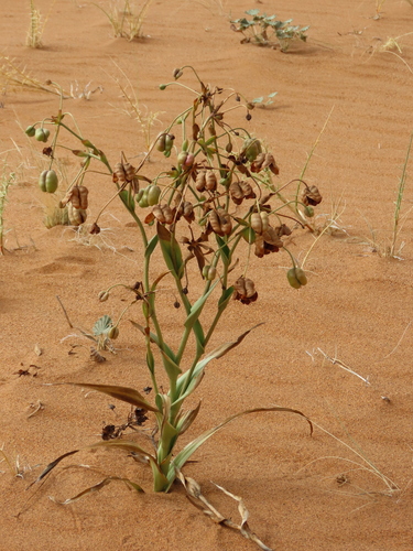 Hexacyrtis dickiana (Hexacyrtis dickiana)