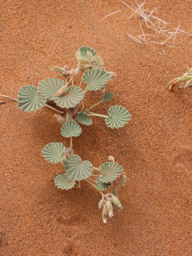 Monsonia ignorata