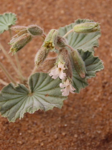 Monsonia ignorata