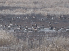 Branta canadensis parvipes