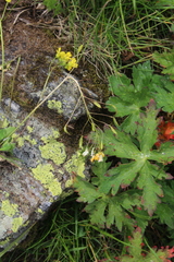 Draba hispida