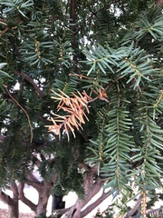 Pestalotiopsis funerea