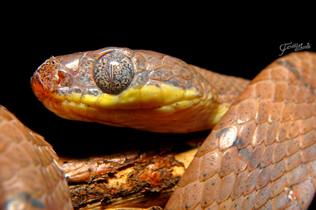 Drapiez's Cat Snake