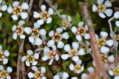 Pyxidanthera barbulata