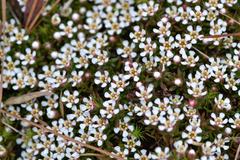 Pyxidanthera barbulata