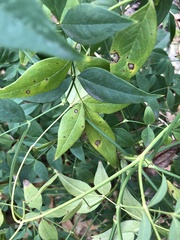 Pseudocercospora nandinae