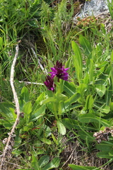 Dactylorhiza euxina