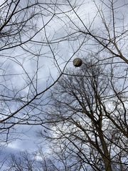 Dolichovespula maculata