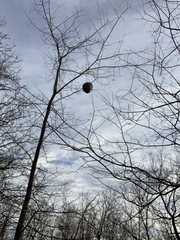 Dolichovespula maculata