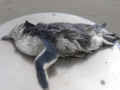 Eudyptula minor albosignata