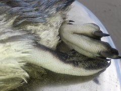 Eudyptula minor albosignata