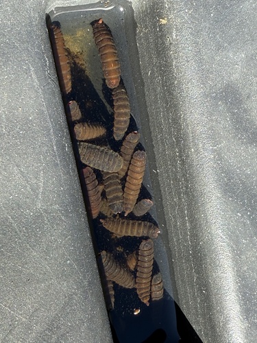 Unknown species found near Washington St, Peekskill, NY, US