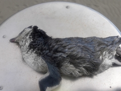 Eudyptula minor albosignata