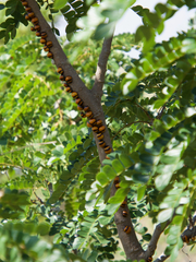 Libyaspis coccinelloides