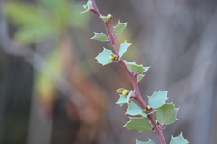 Berberis actinacantha