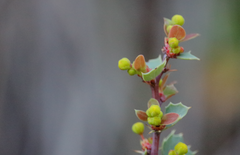 Berberis actinacantha