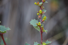 Berberis actinacantha
