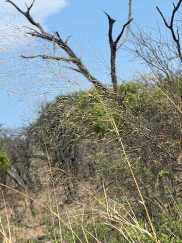 Giant Three-awn (Aristida meridionalis)