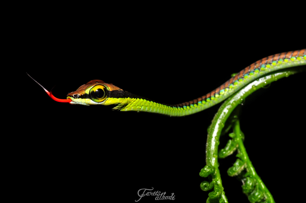 Dendrelaphis formosus (Энциклопедия змей) · BioDiversity4All