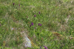 Dactylorhiza euxina